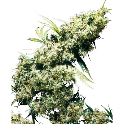 Sensi Seeds Jamaican Pearl regular semena neobsahují THC 10 ks