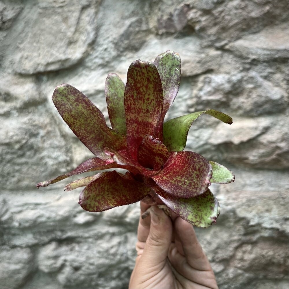 Neoregelia - Atlantis