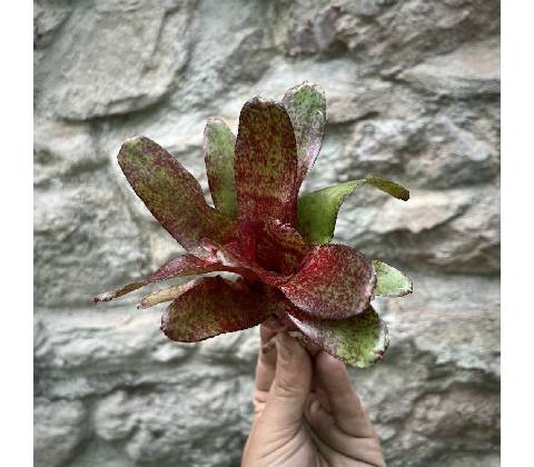 Neoregelia - Atlantis