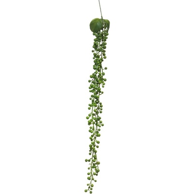 Starček závěsný zelený Délka 60 cm