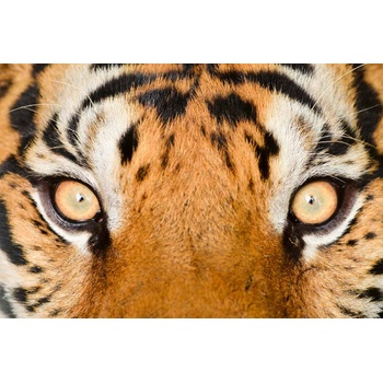 DIMEX ART s. r. o Флизелинов фототапет тигрово око 375 x 250 см