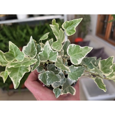 Hedera helix White Wonder