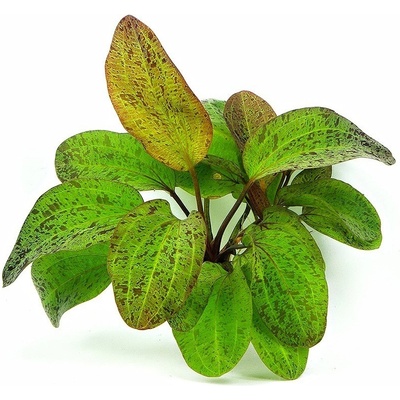 Echinodorus Ozelot Green