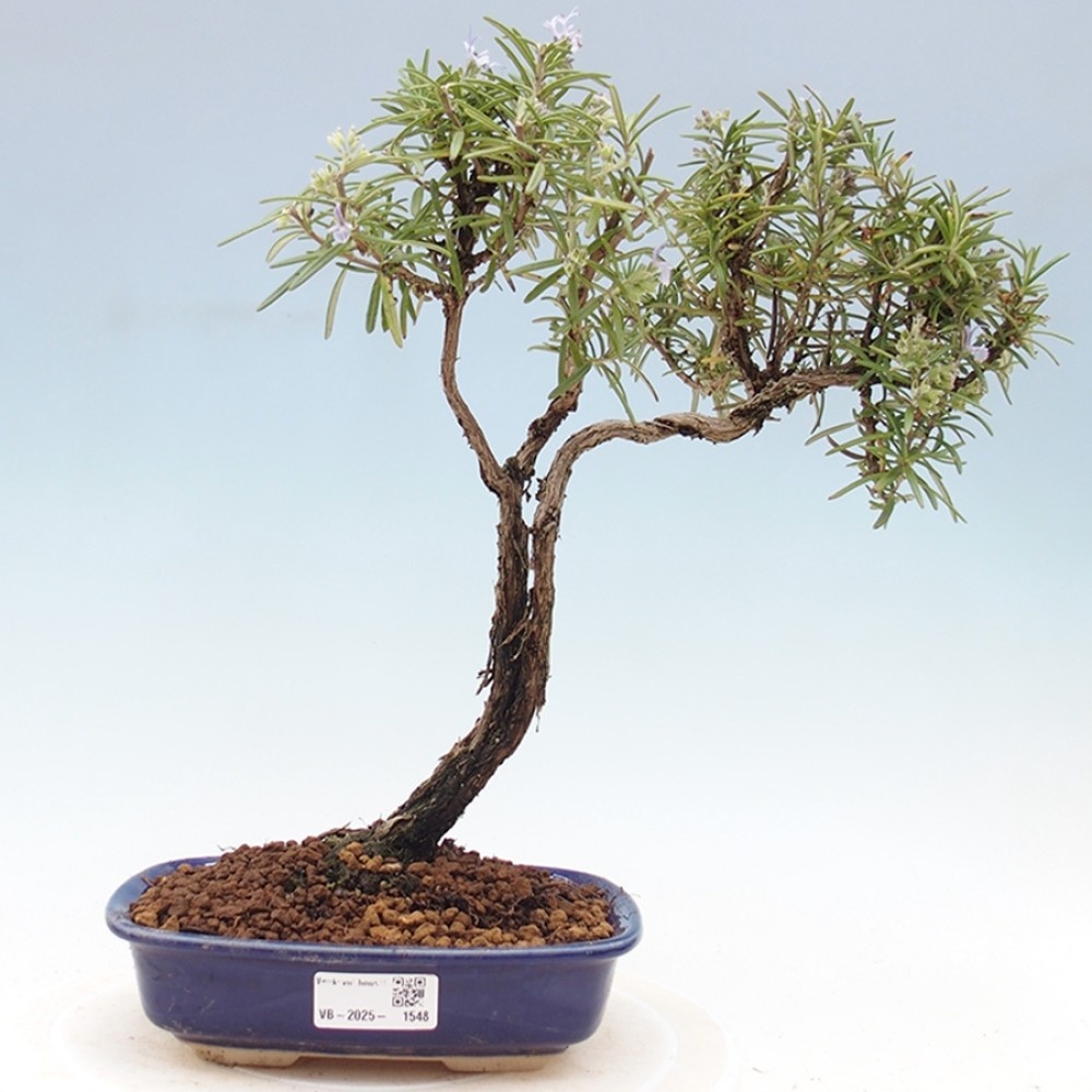 e-bonsai Venkovn bonsai - Rozmarn lkask - Rosmarinus officinalis -  Heureka.cz