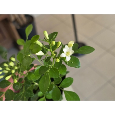 PlantBros flower Pomarančový jazmín-Murraya paniculata