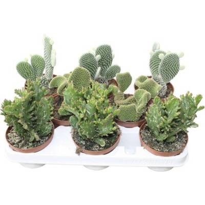Opuncie mix FloraSelf Opuntia 15-20 cm květináč Ø 10,5 cm 1 ks, různé druhy