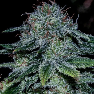 Positronics Mystic Cookie semena neobsahují THC 5 ks