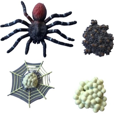 Animal Life Životný cyklus Tarantula