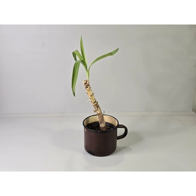 Kvetúlok Yucca Blanko