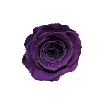 Tereza Purple - fialová (Aranž 1x premium stabilizovaná "večná" ruža v trojuholníkovej keramickej miske)