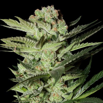 G13 Labs Seeds Mozzarella semena neobsahují THC 5 ks