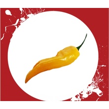 STROMAT s.r.o. Chilli semena Jalapenos 10 ks