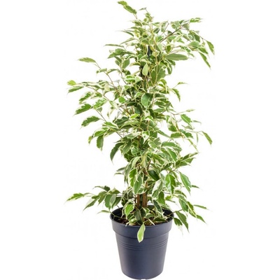 Fíkus, Ficus benjamina Twilight, zeleno - bílý, průměr květináče 14 cm