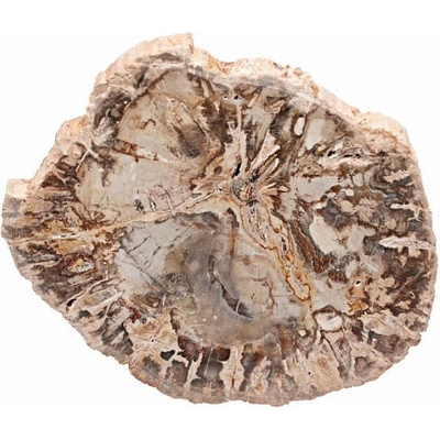 Nefertitis Zkamenělé dřevo leštěný řez 29 NF63913 - cca 11 x 8,9 cm, 254 g