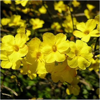 Jasminum nudiflorum 60/+ RP 2 L