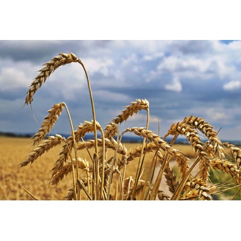 DIMEX ART s. r. o Флизелинов фототапет поле със златна пшеница 375 x 250 см