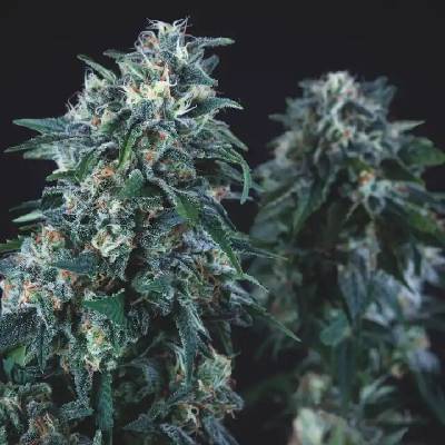 Pyramid Seeds Anubis regular semienka neobsahujú THC 7 ks