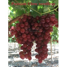 Vinič Passion Glow bezsemenný NEW