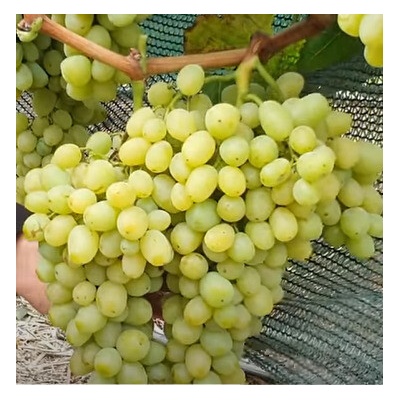 Vinič Ratatouille bezsemenný, s vynikajúcou chuťou К-ш Рататуй/Ratatouille seedless