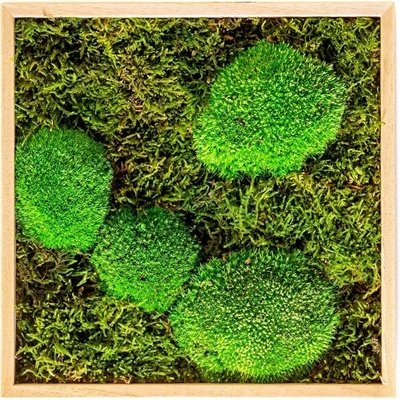 Gardners Mechový obraz 22x22 cm kombinovaný mech kopečkový s plochým, přírodní