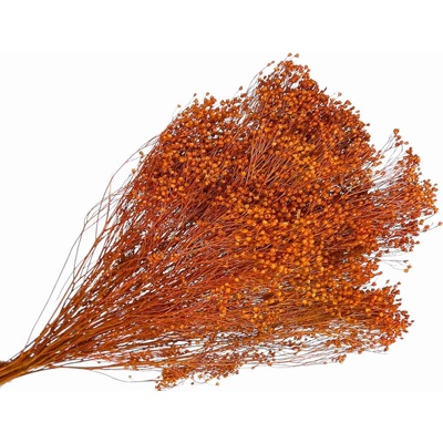 Sušené kvety Broom Bloom kytica 100g - oranžové