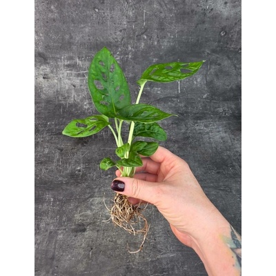 Monstera monkey připravena pro hydroponii