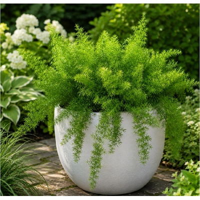 Asparágus 'Fuzzyfern frizz' v kvetináči