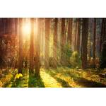 DIMEX ART Флизелинов фототапет есен в гората 375 x 250 см