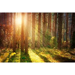 DIMEX ART Флизелинов фототапет есен в гората 375 x 250 см