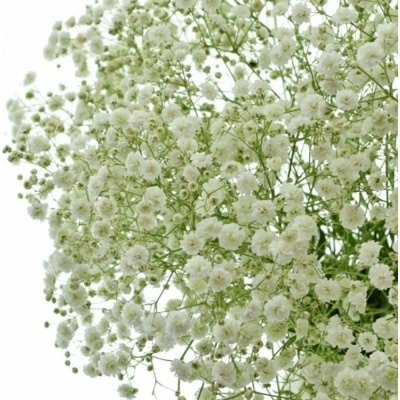 GYPSOPHILA XLENCE 70cm/25g