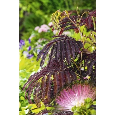 Albízie FloraSelf Albizia julibrissin 'Summer Chocolate' celková výška cca 40-60 cm květináč 7,5 l čokoládově hnědá