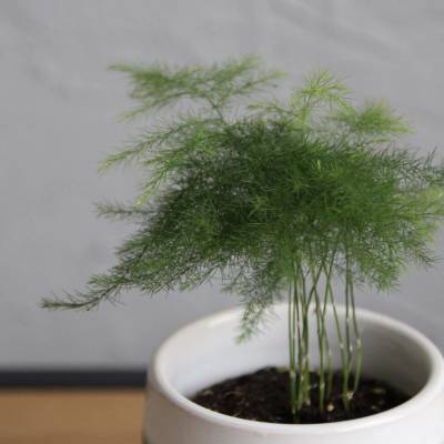 Asparagus Setaceus baby