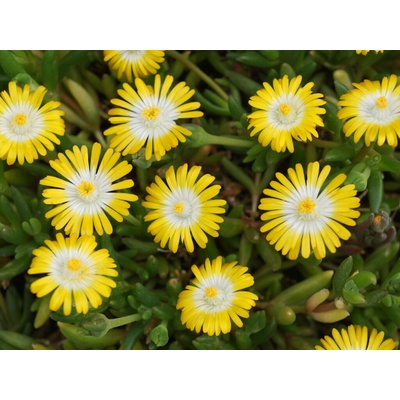 Poludňovka Jewel of Desert Peridott - Delosperma, kont. 0,5 l