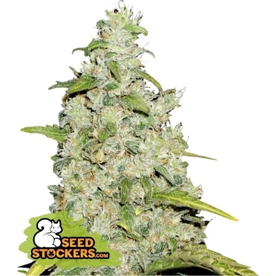 Seedstockers Amnesia AUTO semena neobsahují THC 5 ks