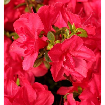 Azalea (J) 'Moederkensdag' 20-30 C3L