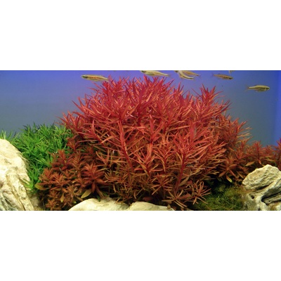 Ammania gracilis red