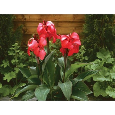 Kana indická Cannova Rose