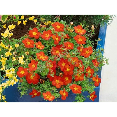 Nátržník krovitý Marian Red Robin - Potentilla fruticosa kont. 1,5 l