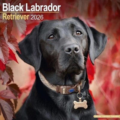 Black Labrador Retriever Square Dog Breed Wall 16 Month 2026