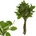 SALAL TIP 45cm