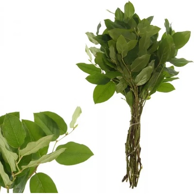 SALAL TIP 45cm