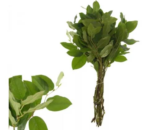 SALAL TIP 45cm