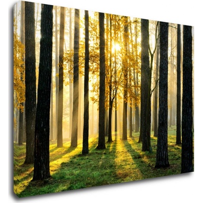 Impresi Obraz Osvícený les - 70 x 50 cm
