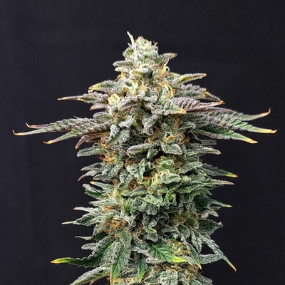 Kannabia Seeds Cherry Dream semienka neobsahujú THC 100 ks