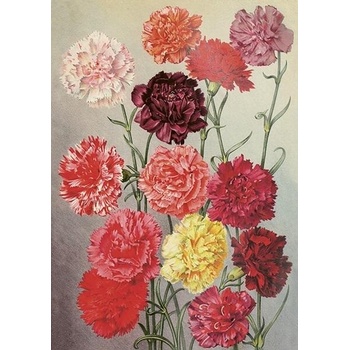 Přání Flowers