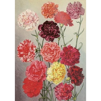 Přání Flowers