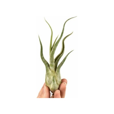 Tillandsia caput medusae