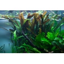 Cryptocoryne usteriana