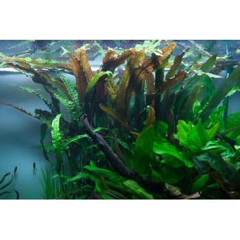 Cryptocoryne usteriana