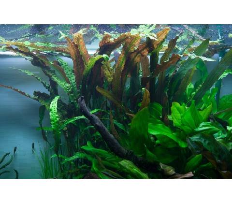 Cryptocoryne usteriana